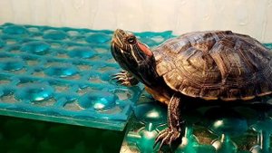 Выгуливание красноухой черепахи. Прогулка черепахи