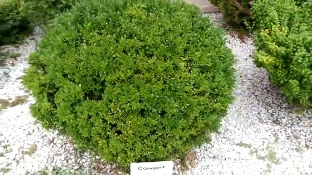 Самшит.Растения Абхазии смотреть онлайн