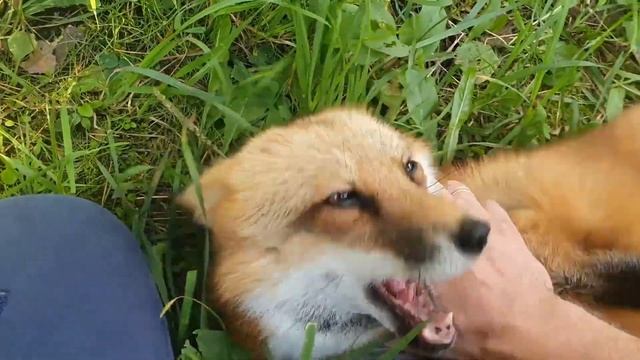 ЛИ СЯО. Алиса - Лиса. Телефон для боевого кота. смотреть онлайн