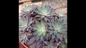 Граптопеталум : уход в домашних условиях, виды с фото .