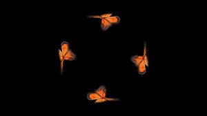 Butterfly Hologram Video Long 10 min