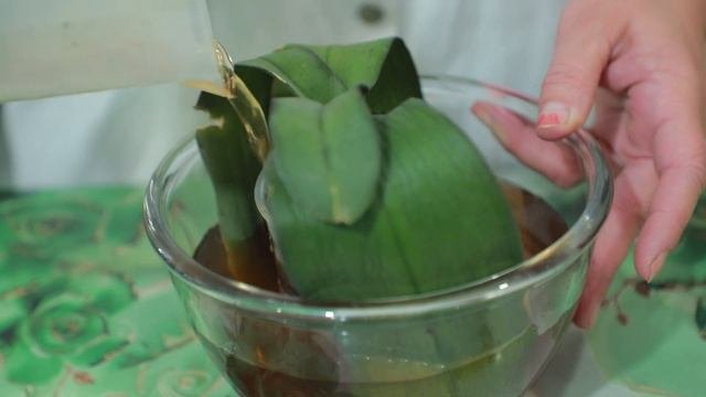 Orxideya Parvarishi  |Орхидея Фаленопсис|