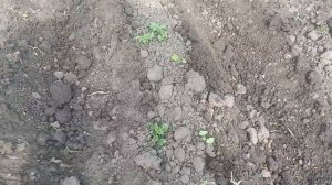 окучиваем картофель мотоблоком ЗУБР  с адаптером двойным окучником