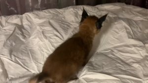 Котёнок #каракала - изучаем новую территорию . #caracalkitten is exploring new territory