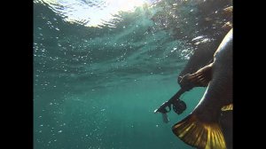 Сергей Викторов 14.6метров стрельнул зачетного горбыля на 1600гр.