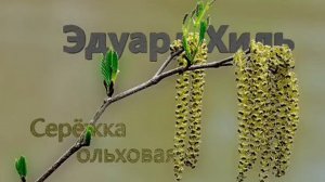 Серёжка ольховая
