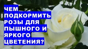 Чем подкормить розы для яркого и пышного цветения? Перечень нужных питательных веществ для роз в теч