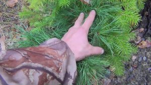 Размножение пихты и ели кедра в тайге в лесу выращивание пихта ель елка сибирской сосны