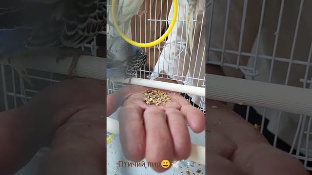 Волнистые попугаи/ ручные волнистики клюют с руки