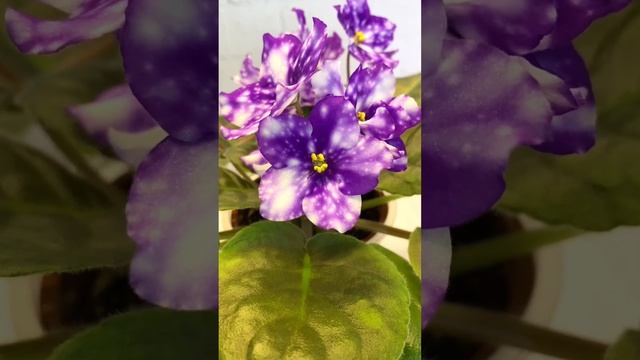 ЕЛ-Сорта | Фиалка | Новый сеянец смотреть онлайн