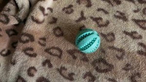 Лиса в доме - 2. Чем занимается лиса Василиса?