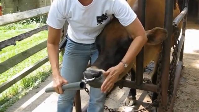Кольцо для коровы и быка в нос