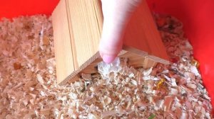 ХОМЯК СБЕЖАЛ И ПОКУСАЛ / ЧТО ДЕЛАТЬ ЕСЛИ ХОМЯЧОК ПОТЕРЯЛСЯ / ХОМКИ ОДИЧАЛ / Alisa Easy Pets