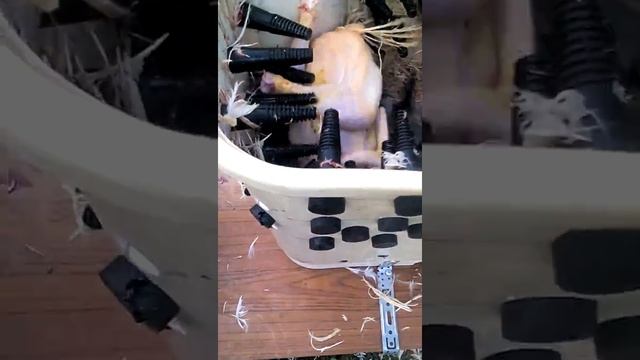 Перощипательная машина в действии смотреть онлайн