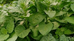 Немного о махорке