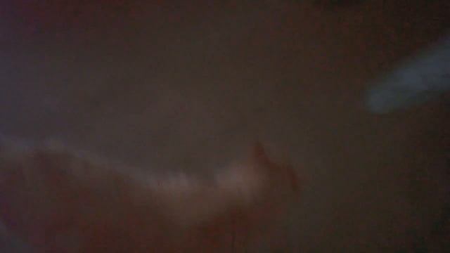 Кот и Черепаха смотреть онлайн