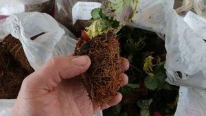 Рассада клубники Крапо 10 минитрей и фриго из совместной закупки!!!