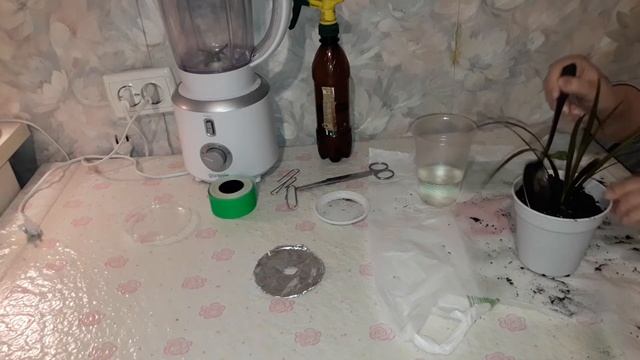 ДРАЦЕНА БЫСТРЫЙ И 100% СПОСОБ РАЗМНОЖЕНИЯ И ЧЕРЕНКОВАНИЯ ДРАЦЕНЫ