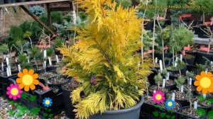 Туя складчатая Форевер Голди. Краткий обзор, описание характеристик thuja plicata 4ever Goldy