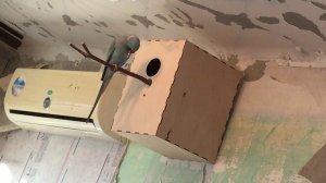 Скрытая Камера. Ожереловые попугаи готовят гнездо.