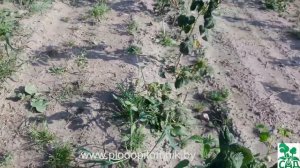 Малина ремонтантная сорт Оранжевое чудо