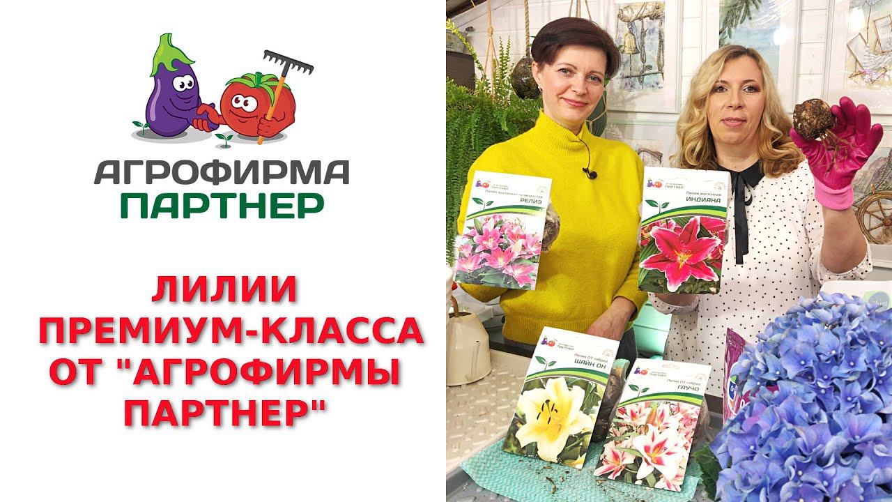 ЛИЛИИ ПРЕМИУМ-КЛАССА ОТ 
