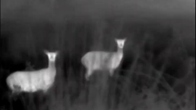 Stag Deer on Pulsar AXION XM30S Thermal Imaging Scope смотреть онлайн
