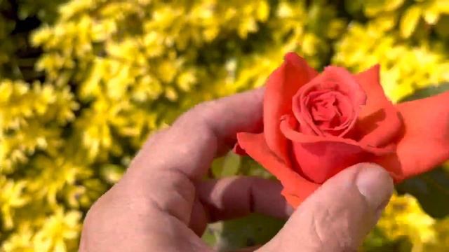 Красивый выдохной день - выпуск #622 Июнь 3 2023 #1день1минута #франция #бретань #океанотерапия