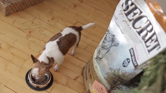 Лучший сухой корм для собак и кошек SEСRET Life Force . Оптовые цены от производителя