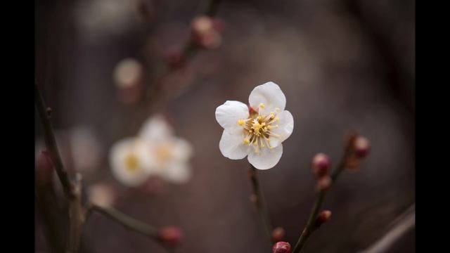 Debbie Gibson - Out Of The Blue смотреть онлайн