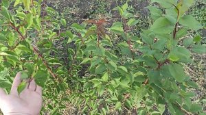 Обзор сеянцев абрикосов трех трех популяций Саратовской, Хабаровский, Оренбургский