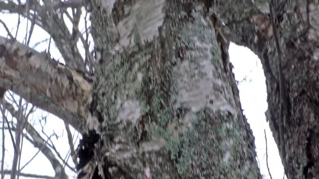 По льду и снегу за грибами.. Дневник грибника 7 декабря 2018 г.