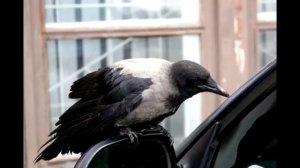 Теперь машину не ставит Отучил наглого соседа парковщика загораживать всем проезд.