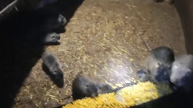 Нутрия и вопросы...!!! смотреть онлайн