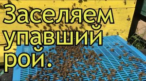 Заселяем упавший рой.