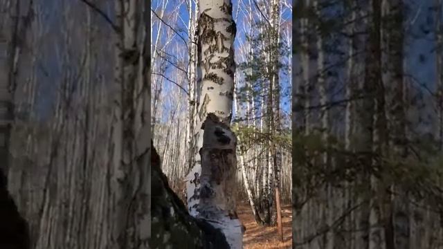 Белочки поменяли свои шубки. Осень 2019год.