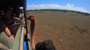 охота на страуса