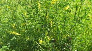 Медоносы для пчел. Донник желтый двухлетний ценный медонос для пчел