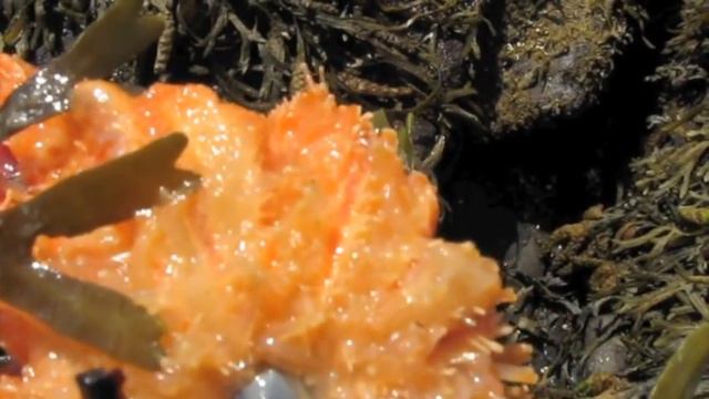 Sunflower Sea Stars: Garbage cans of the sea! смотреть онлайн