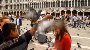 Venice Italy - Pigeons At Piazza San Marco