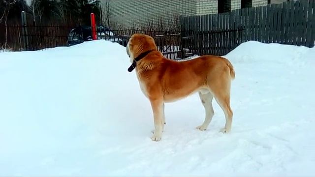 Среднеазиатская овчарка. Алабай. Рыжий мачо Рем.ч4 смотреть онлайн