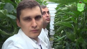 Защита ?️ перца?️ от ТРИПСА и других вредителей - Реальный опыт ООО Эдем Ф