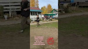 Дрессировка. Американский булли