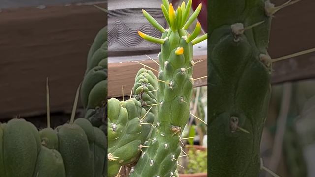 ??️? Opuntia subulata crest "Crested Eve's Pin Cactus" ??