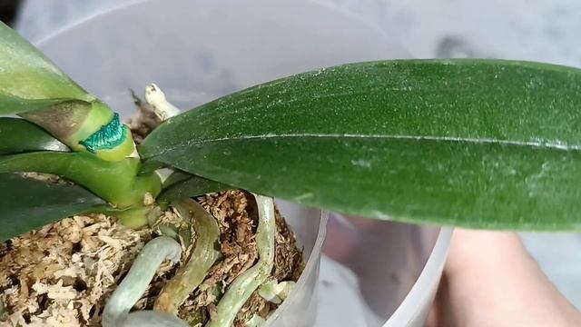 Зелёнка приостановила выжелтевание листа орхидеи у основания?как дела у орхидеек? смотреть онлайн