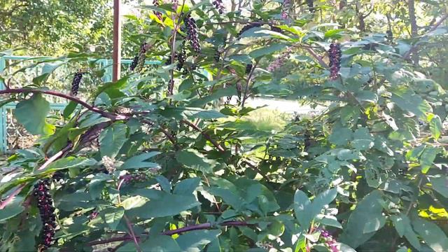 Что это за растение растет в октябре, кто знает? смотреть онлайн