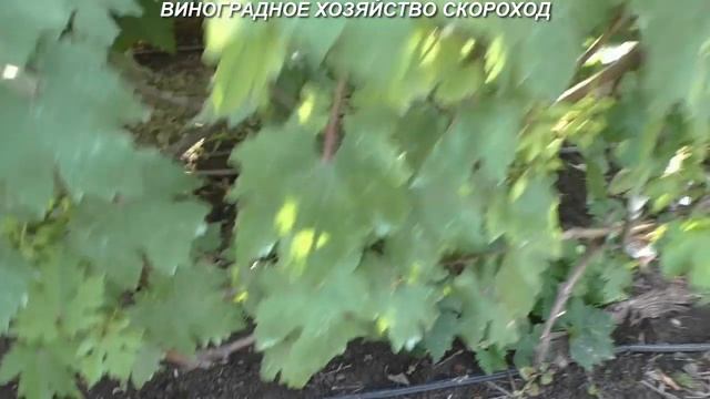 Гроздевая листовертка 2020 - остаточно прощевай! смотреть онлайн