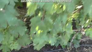 Гроздевая листовертка 2020 - остаточно прощевай!