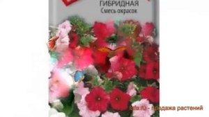 Петуния гибридная Смесь окрасок (smes okrasok) ? обзор: как сажать, семена петунии Смесь окрасок