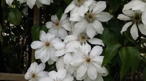Clematis - marmoraria - portrait of flowers